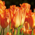 Løglasagne 'Teal and orange'