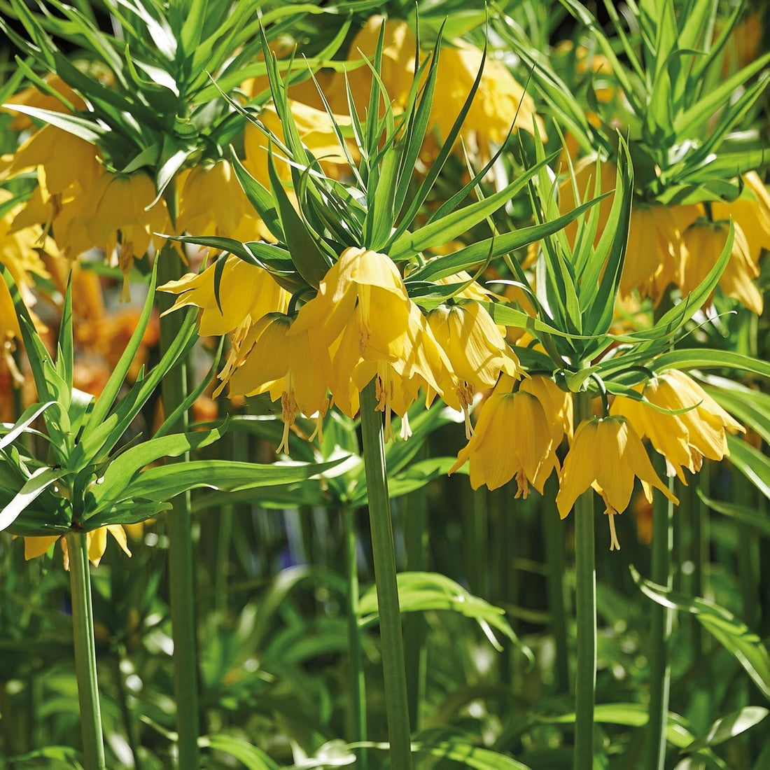 Løglasagne 'Teal and orange'