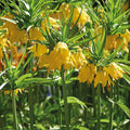 Løglasagne 'Teal and orange'