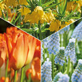 Løglasagne 'Teal and orange'