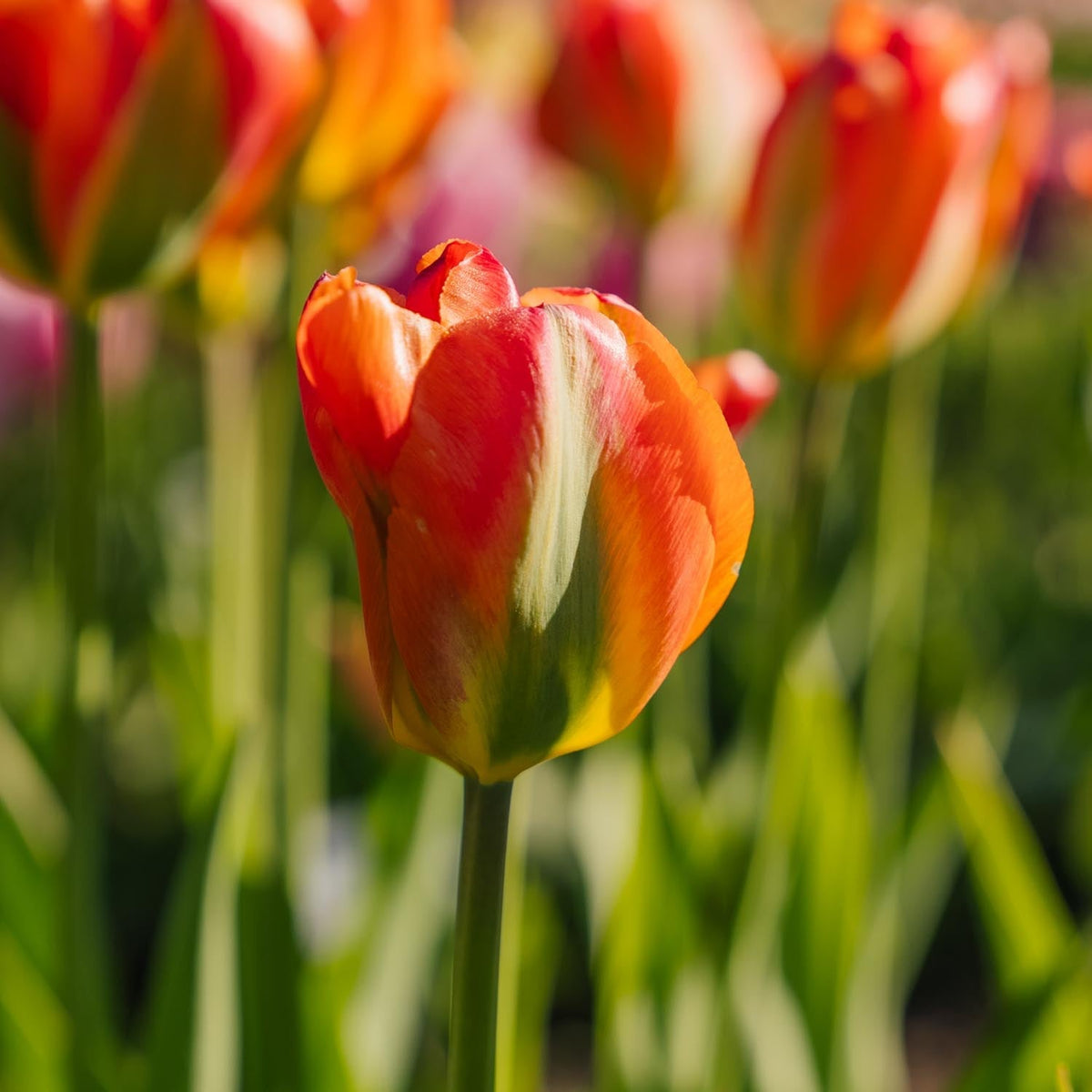 Løglasagne 'Teal and orange'