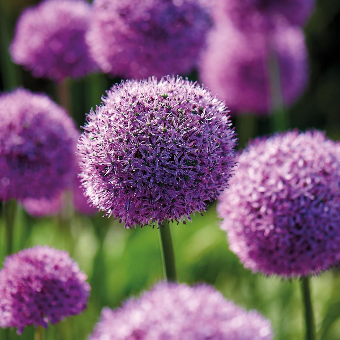 Løglasagne 'Violet Dusk'