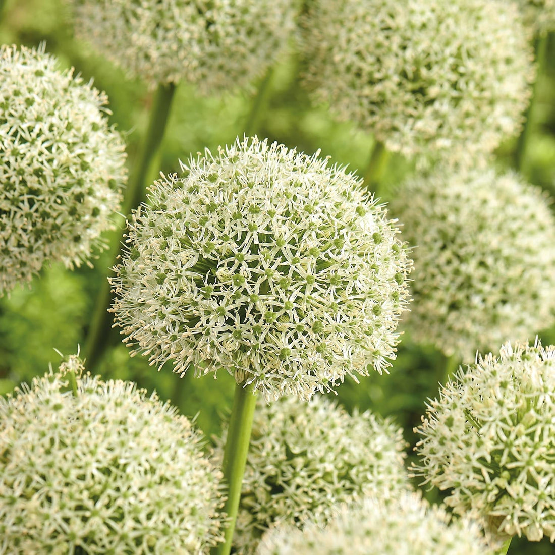 Løglasagne 'White Cloud'