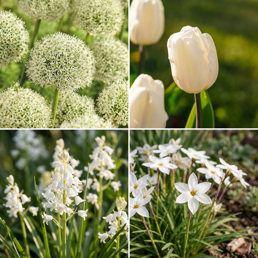 Løglasagne 'White Cloud'