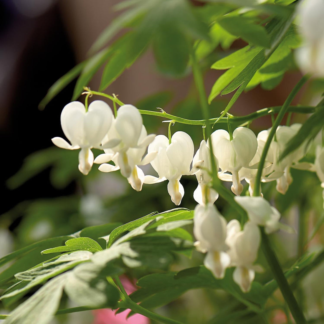Løjtnantshjerter, Dicentra 'Alba'