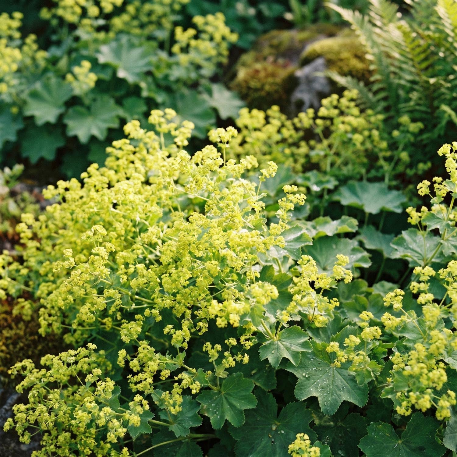 Løvefod, Alchemilla 'Robustica'