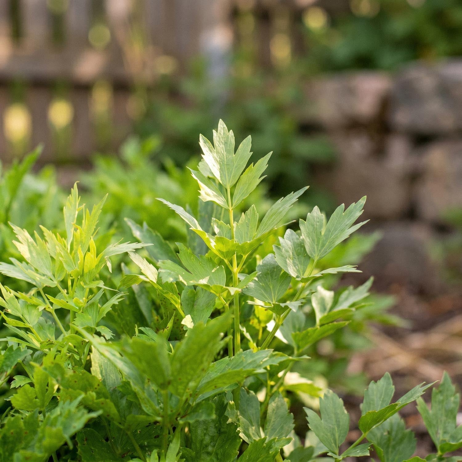 Løvstikke, Levisticum 'Officinale'