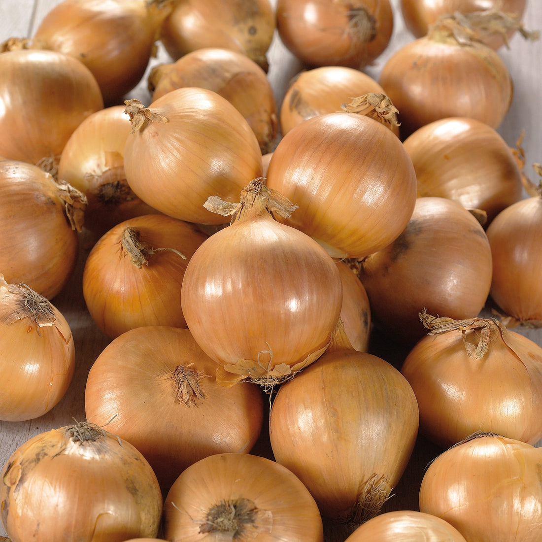 Løg 'Stuttgarter Riesen'