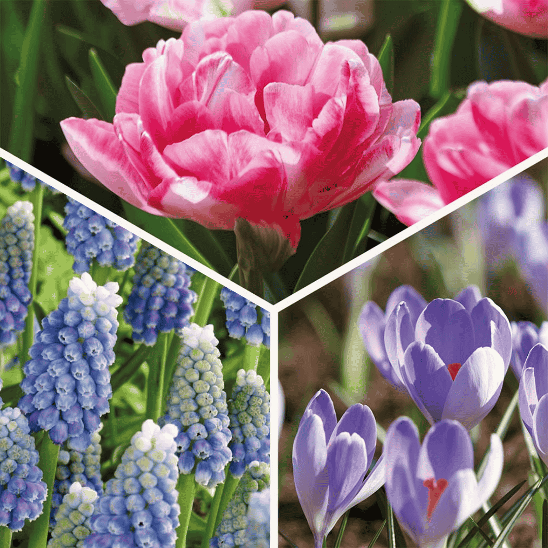 Løglasagne 'Blush & Breeze'