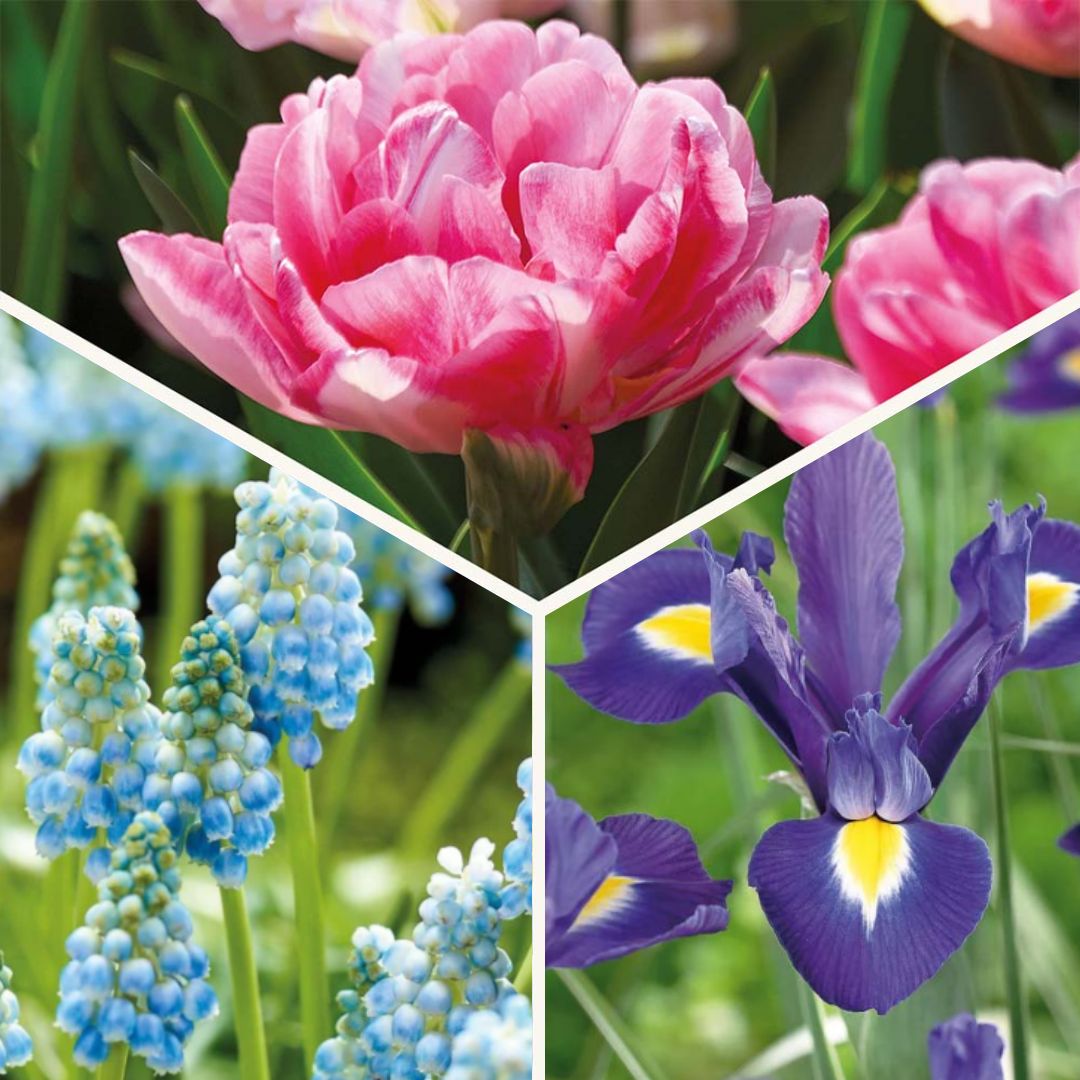 Løglasagne 'Blush & Breeze'