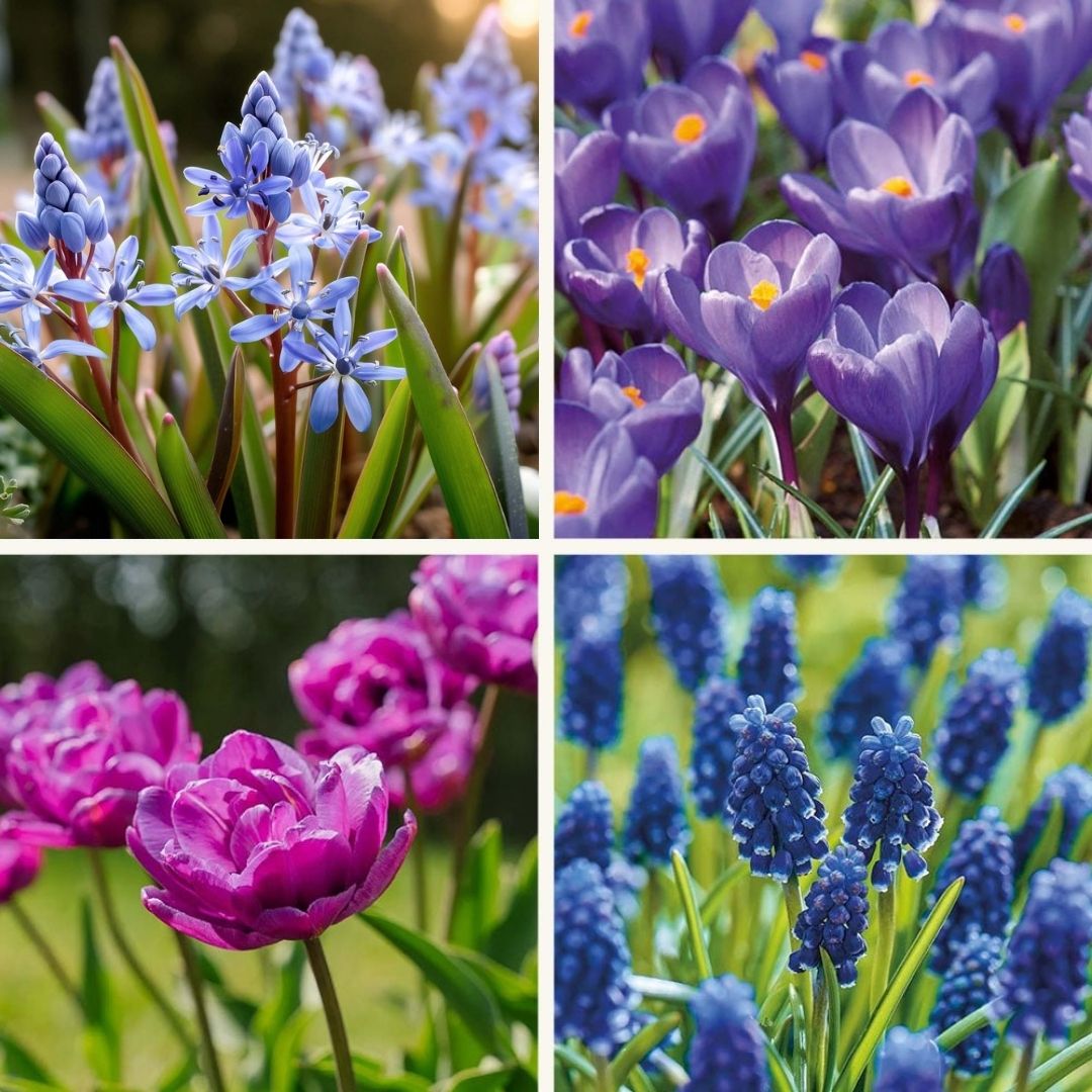 Løglasagne 'Midnight Blue'