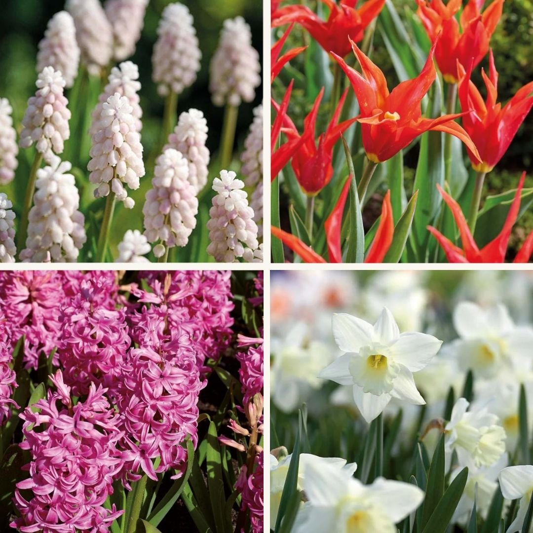 Løglasagne 'Spring Sorbet'