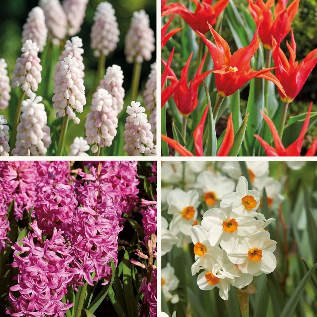 Løglasagne 'Spring Sorbet'