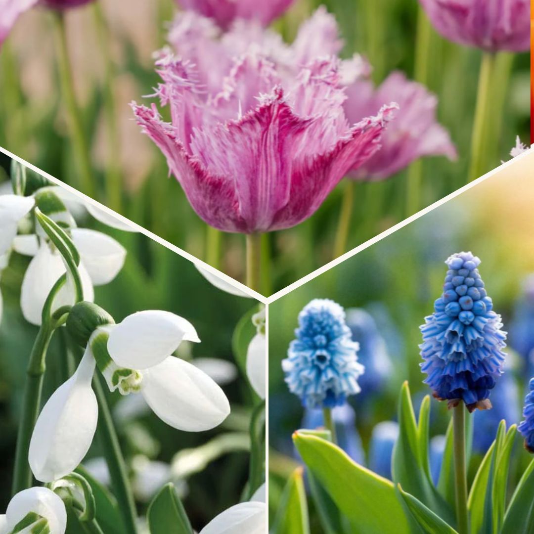 Løglasagne 'Sunset Punch'