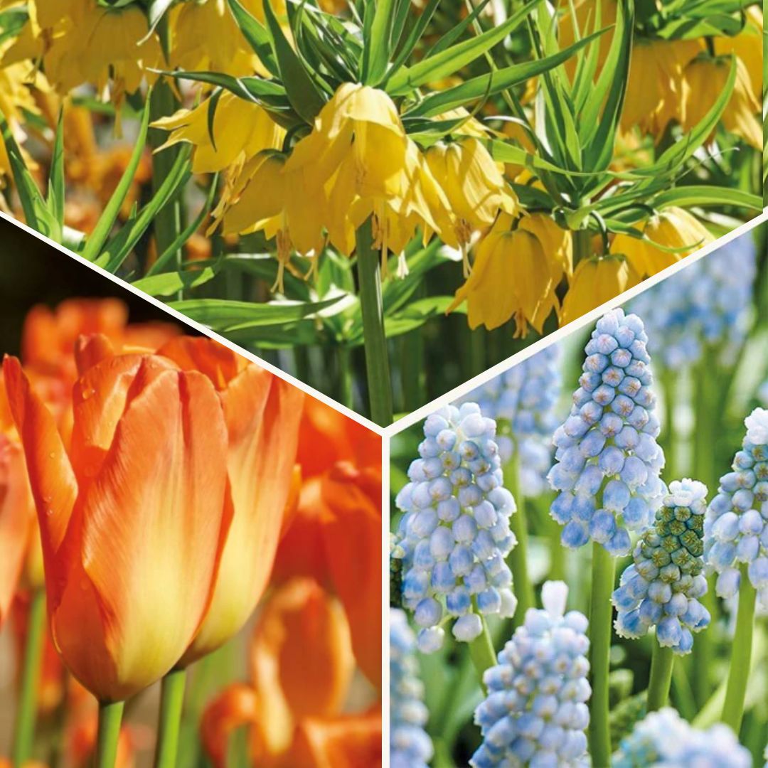 Løglasagne 'Teal and orange'