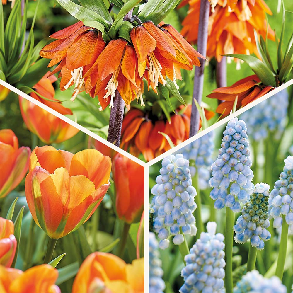 Løglasagne 'Teal and orange'
