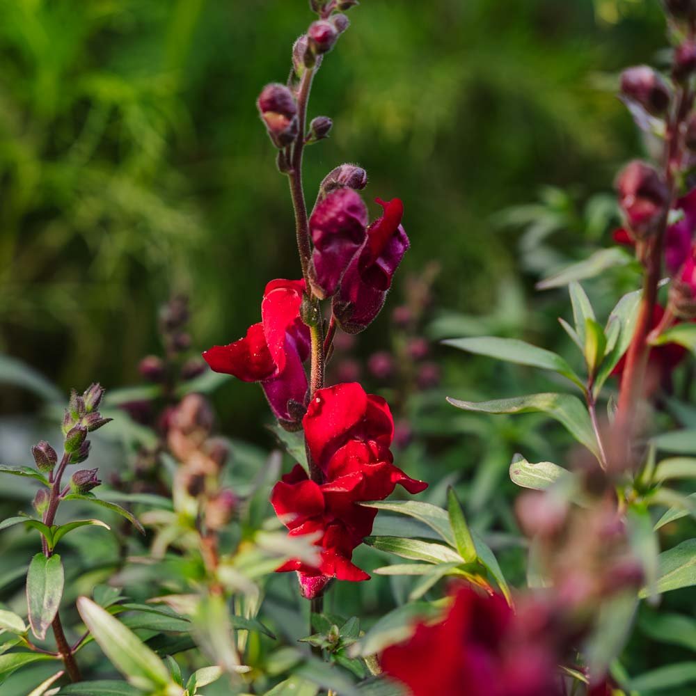 Løvemund frø 'Black Prince' - 100 Økologiske Frø