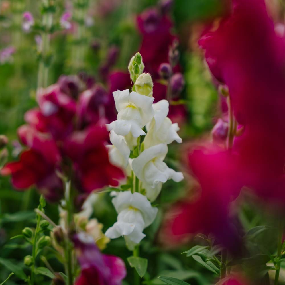 Løvemund frø 'Snapdragon' - 1500 Økologiske frø