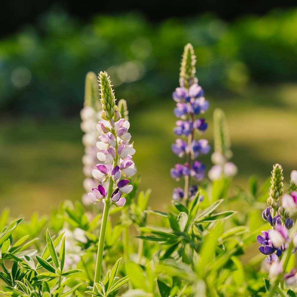 Lupin frø 'Dwarf Lupin' - 50 Økologiske Frø