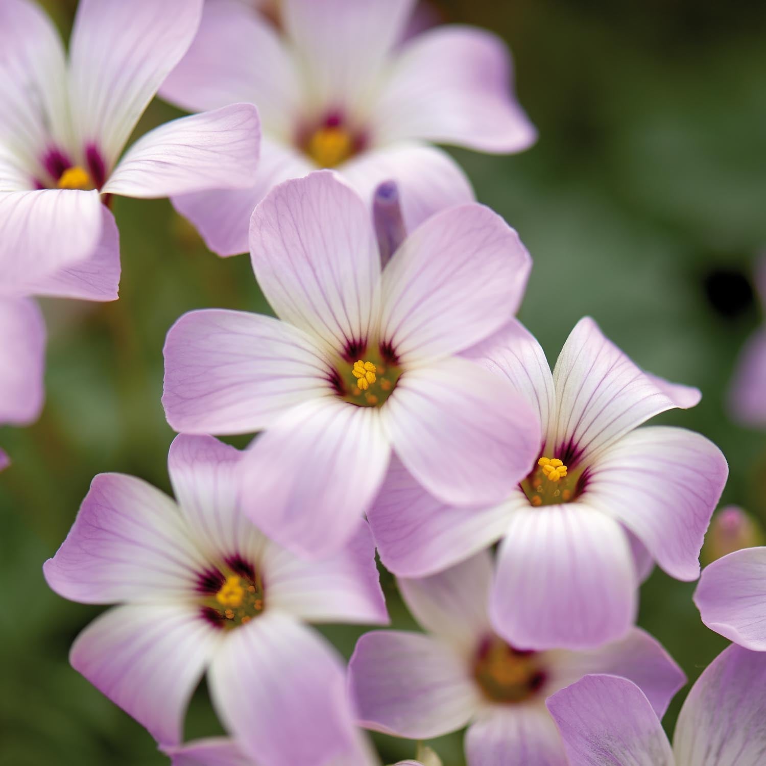 Lykkekløver, Oxalis 'Adenophylla'
