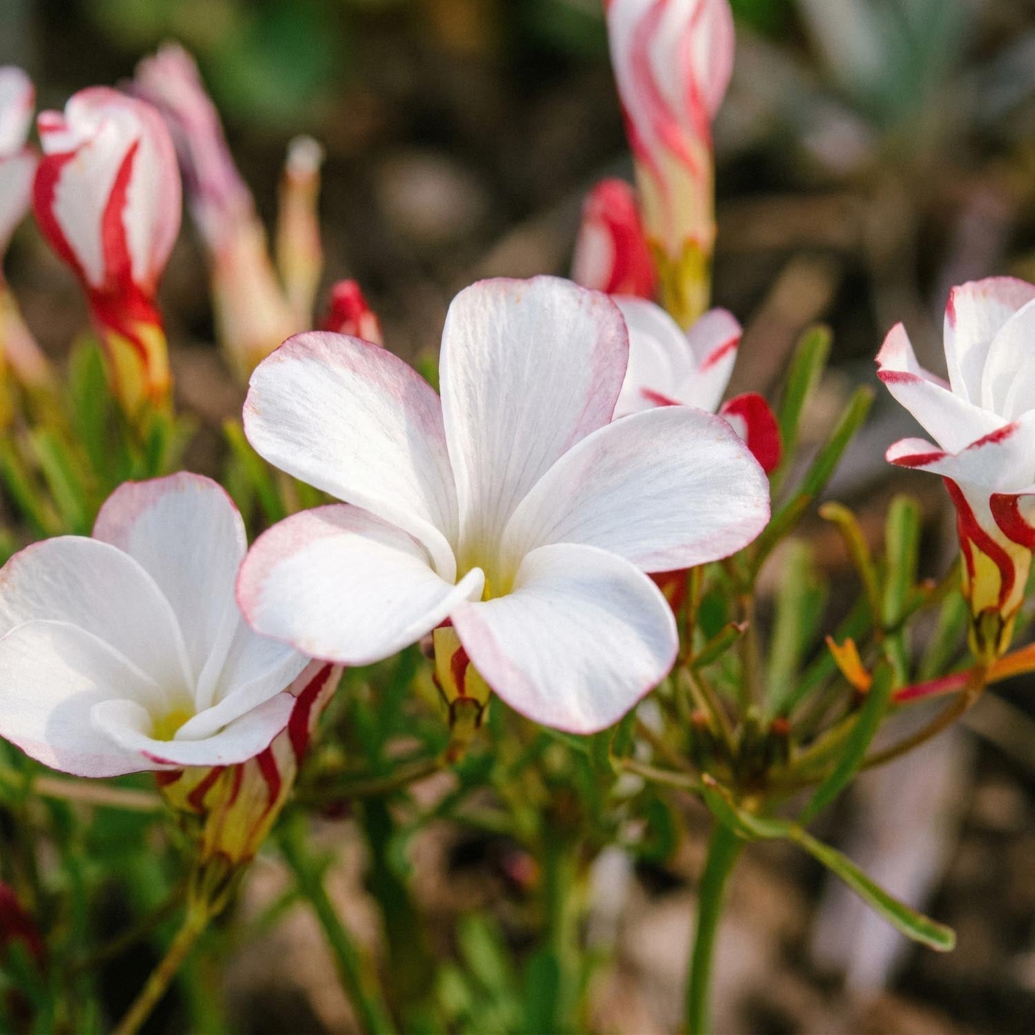 Lykkekløver, Oxalis 'Versicolor'