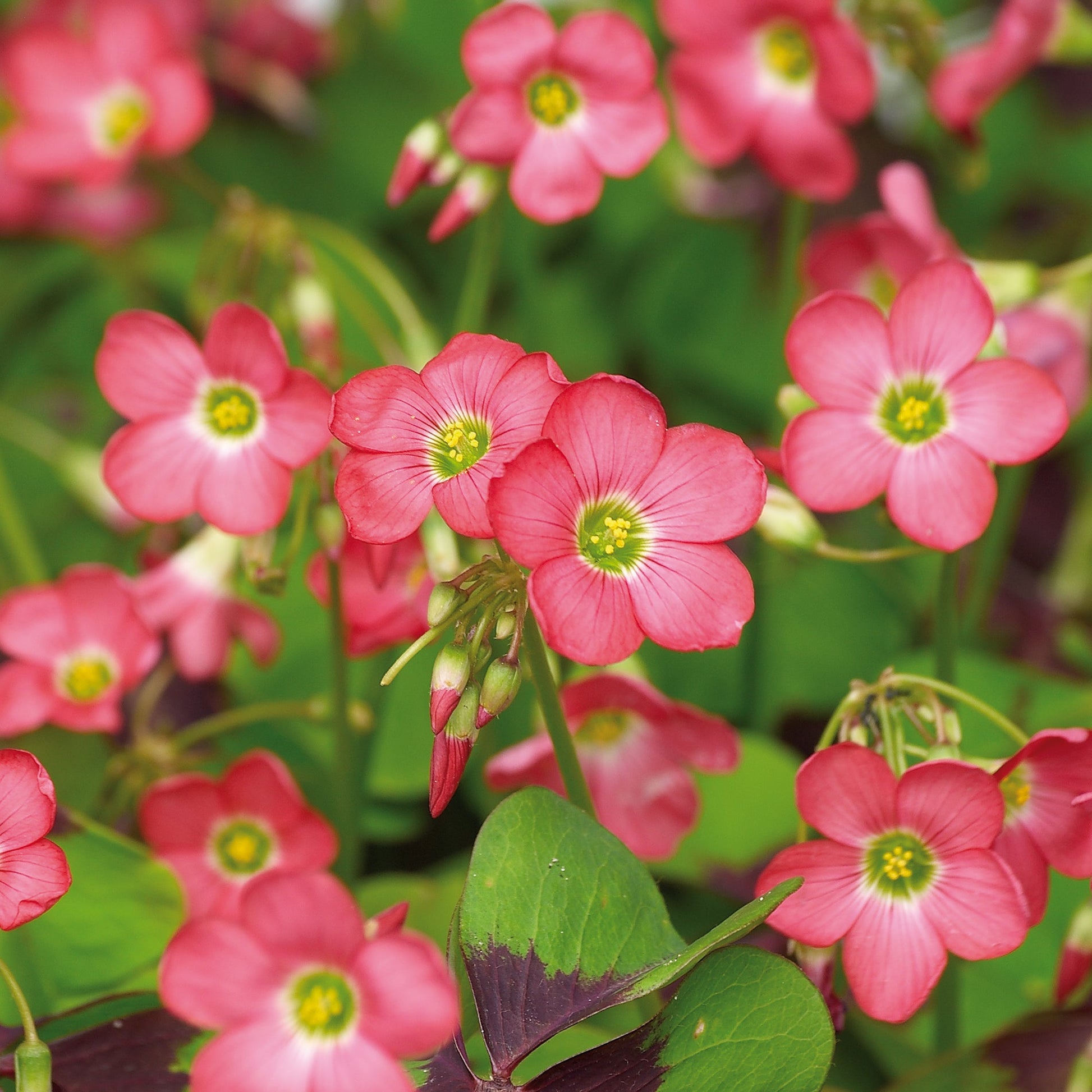 Lykkekløver, Oxalis 'Iron Cross'