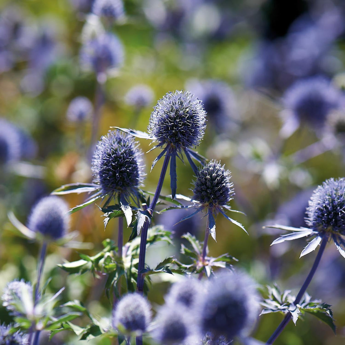 Mandstro, Eryngium 'Planum'