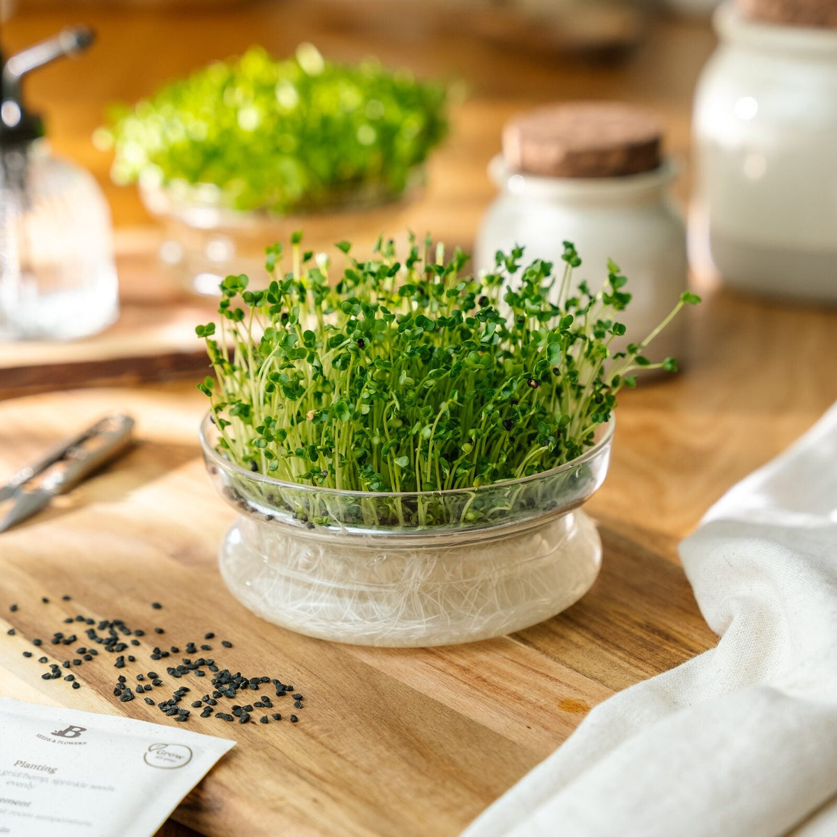 Mikrogrønt frø 'Broccoli' - 4000 Økologiske frø