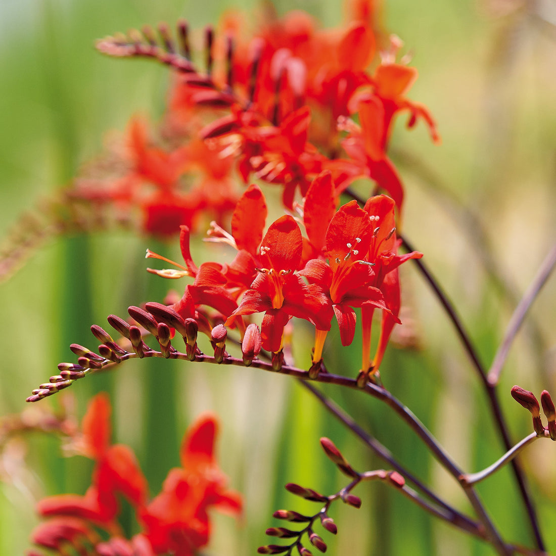 Montbretia, Crocosmia 'Red King'