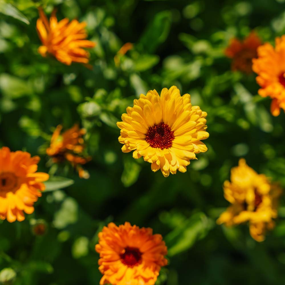 Morgenfrue frø 'Mix' - 70 Økologiske Frø