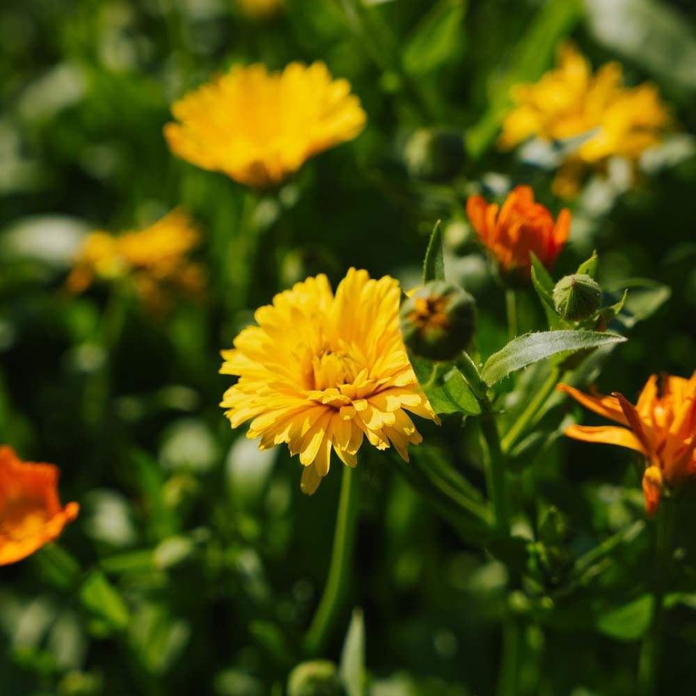 Morgenfrue frø 'Mix' - 70 Økologiske Frø
