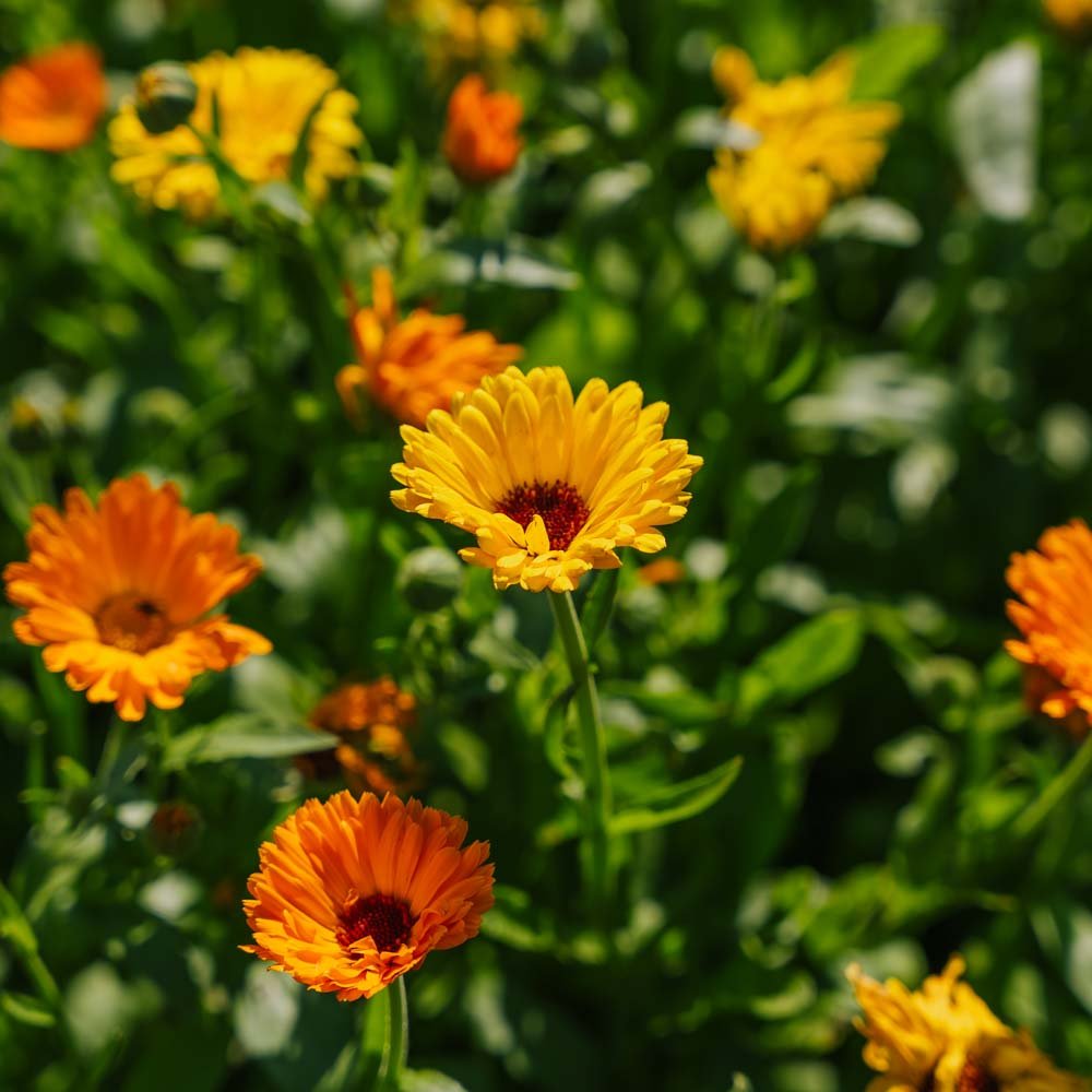 Morgenfrue frø 'Mix' - 70 Økologiske Frø