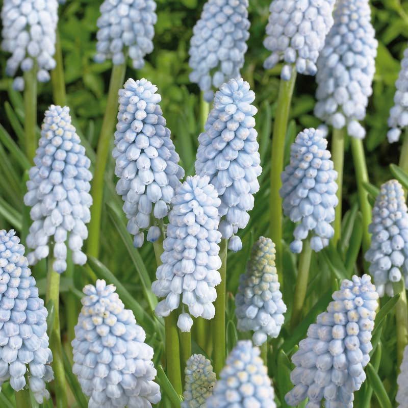 Muscari 'Baby's Breath'