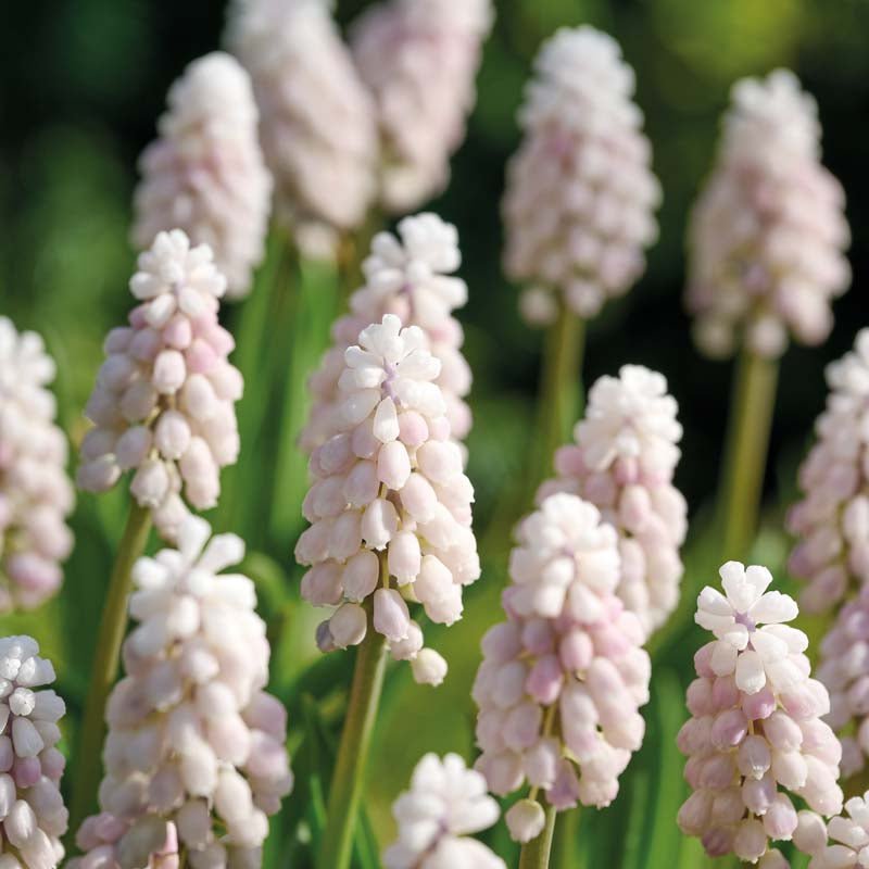 Muscari 'Pink Sunrise'