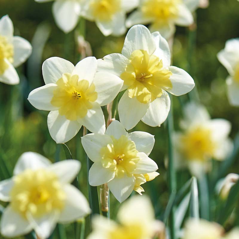 Narcissus 'Bella Estrella'