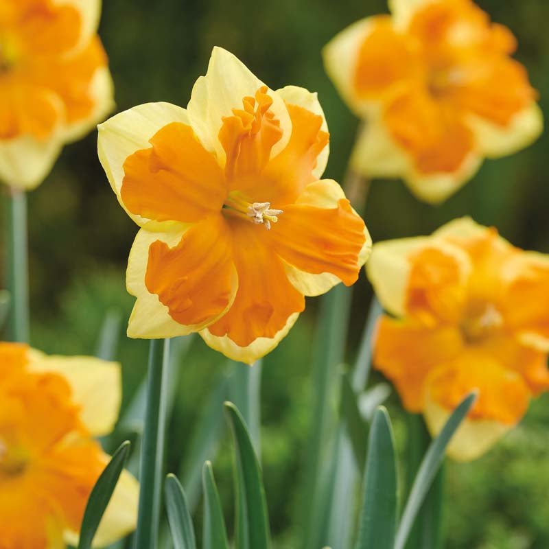 Narcissus 'Congress'