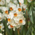 Narcissus 'Geranium'
