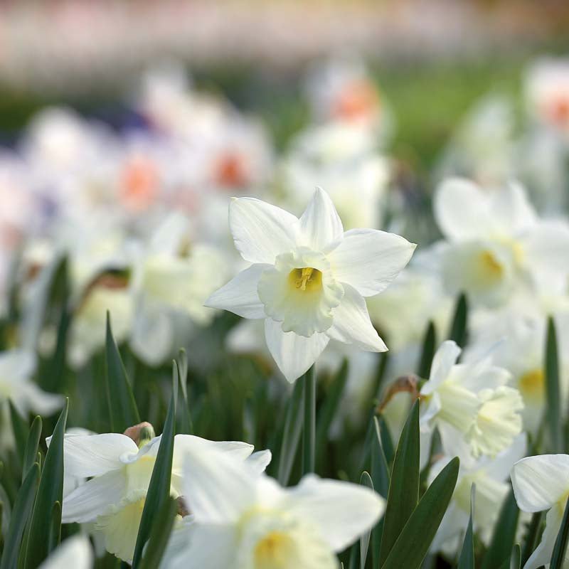 Narcissus 'Mount Hood'