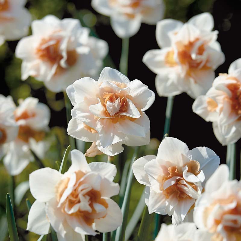 Narcissus 'Replete'