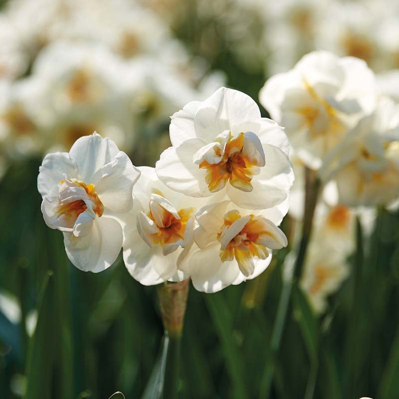 Narcissus 'Sir Winston Churchill'