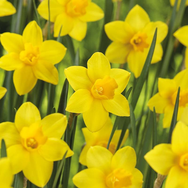 Narcissus 'Sweetness'