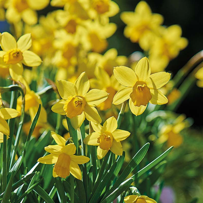 Narcissus 'Tete - á - Tete'