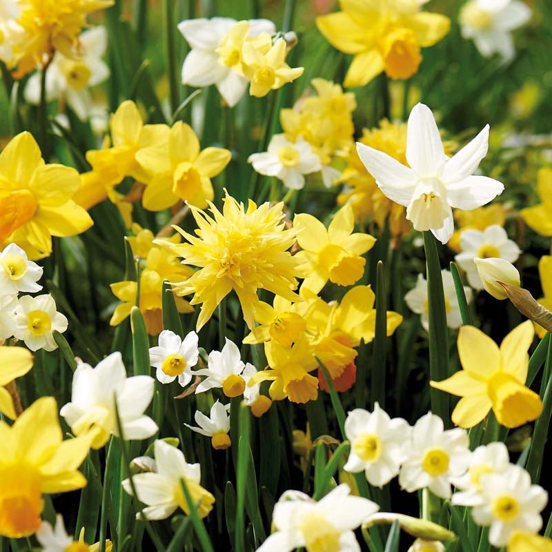 Narcissusblanding 'Botanisk Mix'