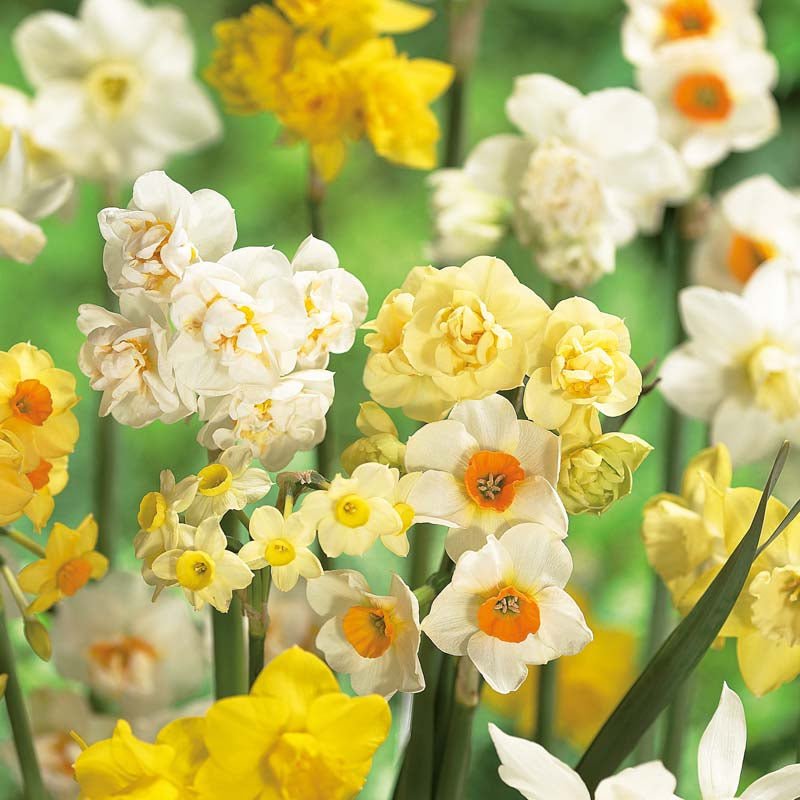 Narcissusblanding 'Multiflora Mix'