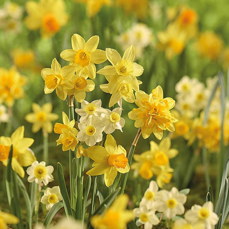 Narcissusblanding 'Rockery Mixed'