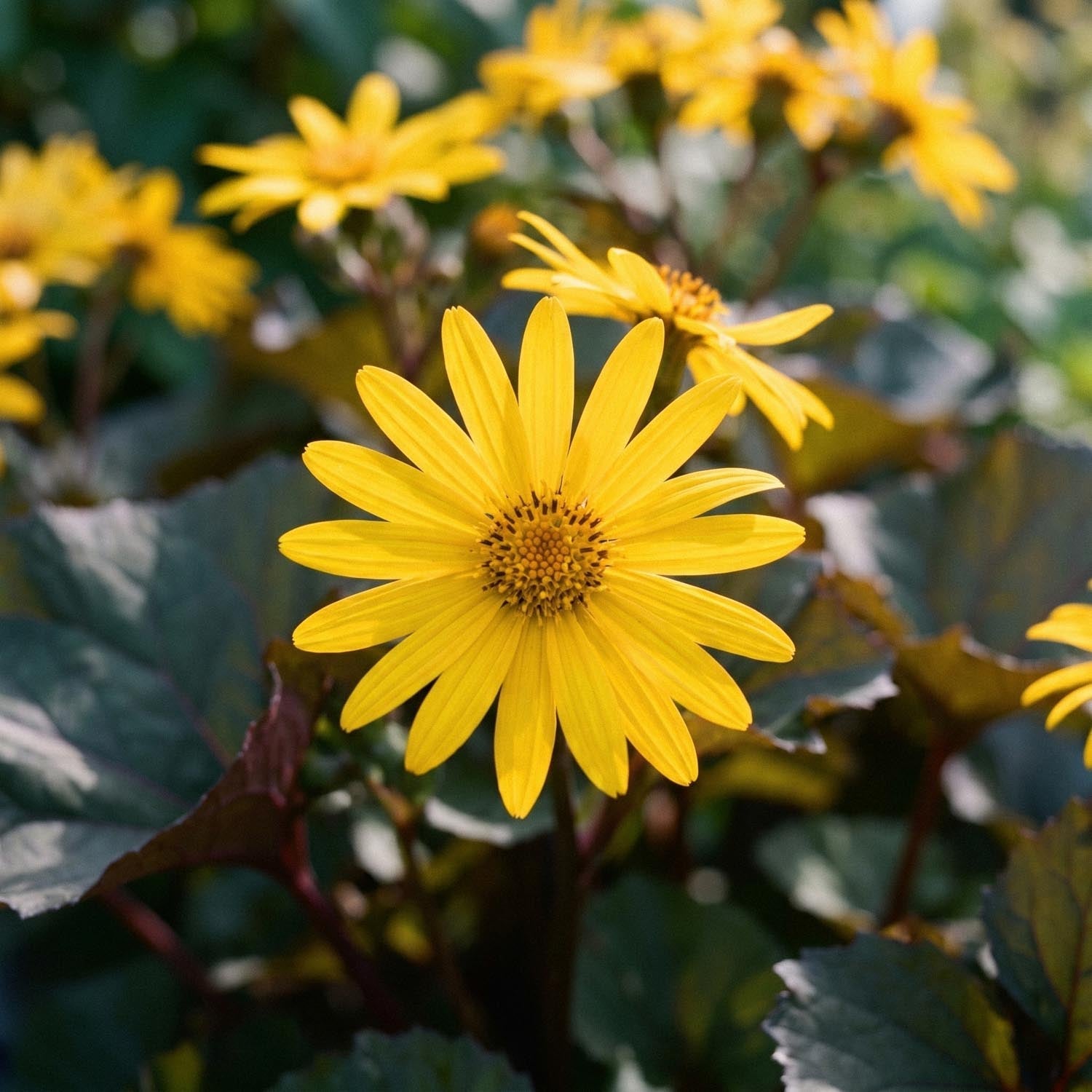 Nøkketunge, Ligularia 'Britt - Marie Crawford'