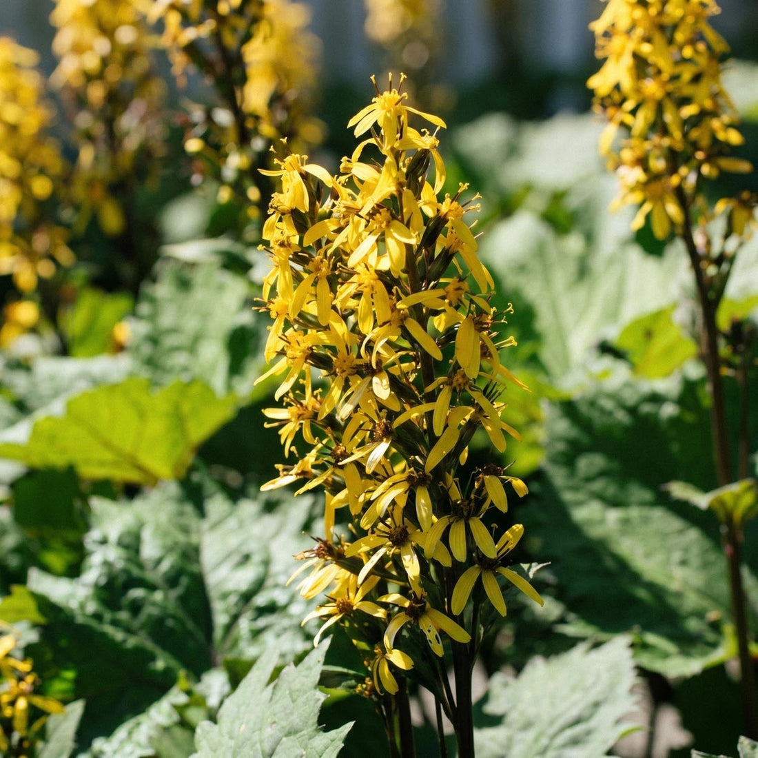 Nøkketunge, Ligularia 'The Rocket'