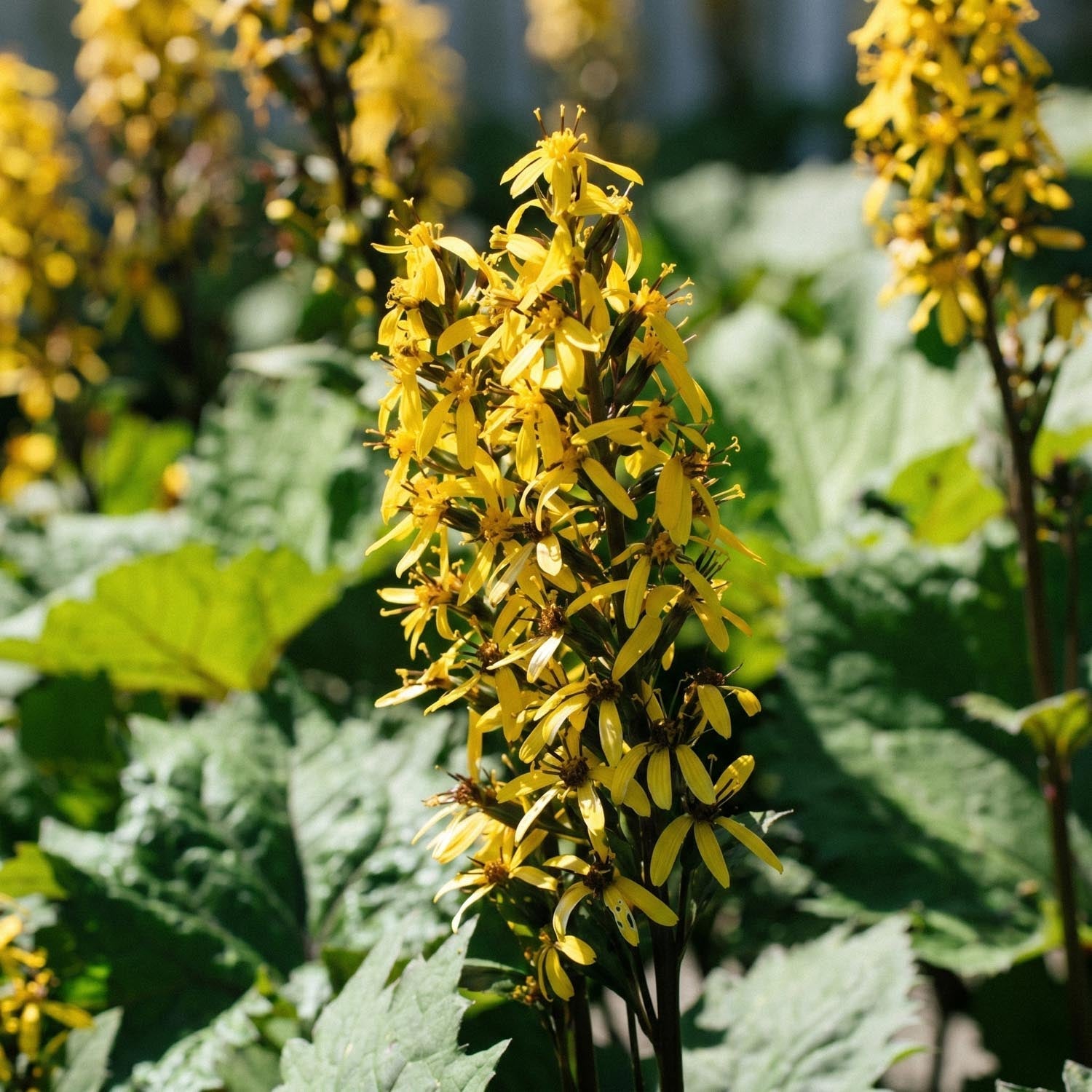 Nøkketunge, Ligularia 'The Rocket'