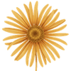 Nøkketunge barrodsplanter / Ligularia