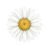 Blomsterfrø